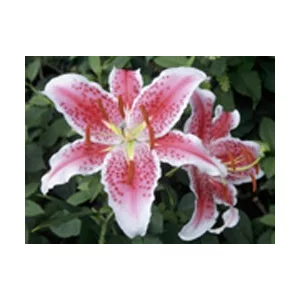 Starfighter Starfighter